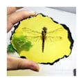 Pikkukuva 4 / 5: Fossils Insect Samples Artificial Insect Science Education, Cicada