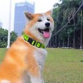 Miniatyrbilde 4 av 5: Led-halsbånd for hund, USB-oppladbar, lysende hundehalsbånd med oppladbare og vanntette blinkende halsbånd