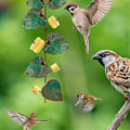 Miniatyrbillede 2 af 5: Oriole Fuglefoder til Udendørs Hængende Grønt Blad Orange Frugt Fuglefoder Udendørs Have