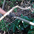 Miniatyrbillede 3 af 5: 72 cm lang mini rustfrit stålsav kommandosav rustfrit stål håndlommesav