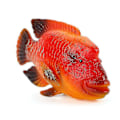 Miniatyrbild 1 av 3: Marin djurmodell Tropisk simulering fisk prydnaderröd