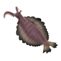 Miniatyrbillede 5 af 5: Realistisk statisk havdyr model legetøj børn gave Anomalocaris