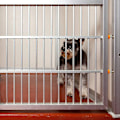 Miniatyrbillede 5 af 5: Trykmonterede porte gevindspindler, trykmonterede babyporte gevindspindler skrueskruer sæt montering til baby- og kæledyrssikkerhedsgate