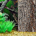 Miniatyrbillede 4 af 5: 2 stk. terrarium reptiler kork reptil solbad platform reptil tank plade terrarium bark dekoration