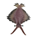 Miniatyrbillede 4 af 5: Realistisk statisk havdyr model legetøj børn gave Anomalocaris