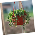 Miniatyrbild 1 av 5: 15 st hängande kaffeplanteringskrukor för inomhus- och utomhusväxter, hängande blomkrukor i plast för hushållsplantor