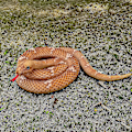 Miniatyrbilde 3 av 5: Gigantisk slange plysjleketøy, stort utstoppet dyr boa constrictor, 5,9 fot slangegaver til barnebursdagsspøk rekvisitter-1
