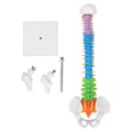 Miniatyrbild 1 av 8: Ryggradsmodell PVC 45cm Färgkodad Miniatyr med Lårbensset Kit för Inlärning Undervisning