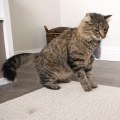 Miniatyrbild 3 av 5: Skitter Critters Cat Toy Kattmynta möss, 3/pkg, slumpmässig färg