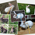 Miniatyrbild 4 av 9: Bunny hamster blysele koppel marsvin rosa för kattunge marsvinskanin C