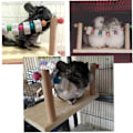 Pikkukuva 4 / 5: Puiset lemmikkieläinten tasanteet Chinchilla hamsteri papukaija puualusta