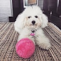 Miniatyrbild 7 av 10: Magic Rolling Ball Aktivering Automatisk boll Elektrisk Hund Kattleksak Batteridriven Golv Pure Plush Toy xZ 1 set green