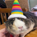 Miniatyrbild 10 av 10: Lizard Tomte Hatt Kanin Withscarf Juldräkt 01