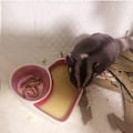 Miniatyrbillede 5 af 6: 2 stk. Hamsterskål Keramik Madskål Vandskål Lille dyr