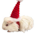 Miniatyrbild 2 av 10: Lizard Tomte Hatt Kanin Withscarf Juldräkt 01