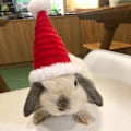 Miniatyrbild 1 av 10: Lizard Tomte Hatt Kanin Withscarf Juldräkt 01