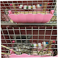 Pikkukuva 5 / 5: Puiset lemmikkieläinten tasanteet Chinchilla hamsteri papukaija puualusta