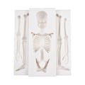 Miniatyrbild 1 av 7: Halloween Skeleton Turn Sugar Form