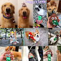 Miniatyrbild 2 av 5: Bajspåse Dispenser Hund Bajspåshållare för hundavfallspåsar_happyshop null none