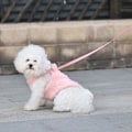 Miniatyrbild 4 av 5: Justerbar sällskapsdjur bröst rygg dragrep Väst Set Soft Cute Out Walking Dog Rep