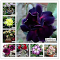 Miniatyrbild 2 av 4: Desert Rose Flower Adenium Lily Rose 5pcs-adenium-NO.3 none