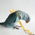 Miniatyrbild 4 av 5: Justerbar fågelsele med 80 tums koppel, träningsrep för utomhusflygkit för fåglar Papegojor Cockatiel Yellow M