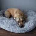 Miniatyrbillede 4 af 4: Hundeseng og katteseng - SPRINGOS® - 90 cm - Grå - Kan vaskes ved 30° - Skridsikker Grå
