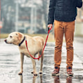 Miniatyrbilde 6 av 7: 4 FT Heavy Duty Hundekobbel med 2 komfortable polstrede håndtak, trafikkhåndtak og avansert enkel snappkrok, reflekterende gåbånd for store, mellomstore og S Red4FT 4 Feet (Pack of 1)