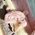Miniatyrbild 5 av 5: Dam Plysch Kanin Ögonmask Söt Sovmask Ögonskydd Luddiga Kaninöron Ögonskugga för Resor Tupplur Nattsömn Blinder (Rosa R