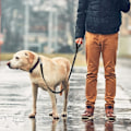 Miniatyrbilde 6 av 7: 5 FT Heavy Duty Hundekobbel med 2 komfortable polstrede håndtak, trafikkhåndtak og avansert enkel snappkrok, reflekterende gåledning for store, mellomstore og S Black5FT 5 Feet (Pack of 1)