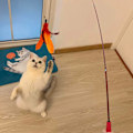 Miniatyrbillede 7 af 7: Interaktive kattefjerlegetøj, 2 stk. sammenklappeligt katte-pind-legetøj og 9 stk. krøllet orm fjer teaser refills, kattelegetøj til indendørs katte killinger leg chas