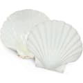 6 pcs Scallop Shells for Food Serving, Baking Shells Large Natural White Sea Beach Scallop Shells for DIY Han,AB