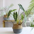 Miniatyrbild 10 av 10: Konstgjorda Palmer Växter Blad Faux Turtle Leaf Fake Tropical Large Palms Träd Blad För Hemträdgård Blommor Dekoration 7 Forks Colorful Taro Leaves