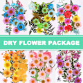 Miniatyrbild 7 av 10: Pressade blommor Blandade torkade blommor DIY Art Blomdekor Collection Gift Craft DIY A-2