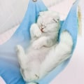 Miniatyrbild 8 av 10: Cat Hängmatta Hängande Mjuk Andas Säng Tofs Dekor För Små Djur Yellow