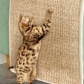 Miniatyrbild 5 av 8: Rectangle Cat Scratching Board Skrapsäker skyddssoffa för liten medelstor katt Bleach 50X80cm