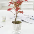 Miniatyrbild 5 av 9: Transparent bas plast självvattnande blomkruka Bra dränerande Återställbar blomkruka för växtsuckulenter Ice Crack