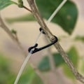 Miniatyrbild 6 av 10: 1/2/3/5/10 förpackningar Växtympningsklämmor Vines Bundet spänne Fast surrningskrok Flexibel klämma 10 PCS