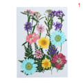 Miniatyrbild 7 av 10: 20-25 st/förpackning Riktiga torkade pressade blommor Bladväxt Blandade färgglada blomblad Kronblad För gör-det-själv-hantverk Make-up