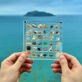 Miniatyrbild 2 av 9: Akryl Magnetisk Seashell Display Box Multi-purpose Craft Dekorativt ställ för ädelstenar