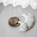 Miniatyrbild 6 av 11: Rolig kattklösbräda i dragspelstil, hopfällbar kattklösbräda, tryckavlastande leksak 1 Pack