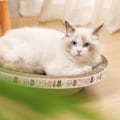 Miniatyrbild 3 av 9: Skålformad kattskrapbräda med fiskleksaker Roliga bettsäker träning Kattleksaker för kattungar Katt husdjur elliptic Medium