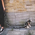 Miniatyrbild 3 av 8: Rolig hundkoppel Simulering Livsliknande Järnkedja Lätt Plast Dragrep För Hundpromenader Bronze Large 1.5 M
