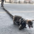 Miniatyrbild 2 av 8: Rolig hundkoppel Simulering Livsliknande järnkedja Lätt plast Dragrep För hundpromenader Silver Large 3 M