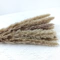 Miniatyrbild 3 av 10: 15 st naturlig torkad pampas gräsvass blomma gäng bröllop bukett dekorationer hem vardagsrum dekoration Red
