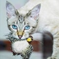 Miniatyrbild 5 av 11: Simulerad fågelkvitterleksak för katt Portabelt husdjur Interaktiva träningsleksaker för inomhuskatt