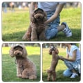 Miniatyrbild 5 av 8: Outdoor Outing Hund Katt Baseball Cap Andas lätt husdjursmössa för resor Black L