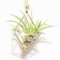 Miniatyrbild 7 av 10: Enkelt Mini Iron Flower Stand Suckulent Blomsterhylla Blomkruka För Desktop Balkong Dekoration Copper Red With Ring