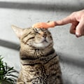 Miniatyrbild 4 av 8: Roliga kattmassagehandskar ​6-delade set Palmformad kostym Cosplayleksak för barn Vuxen 6pcs Set