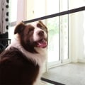 Miniatyrbild 8 av 11: Hushållens Magic Dog Gate justerbar bredd Pet staket trappa skyddsnät Black 72*182cm